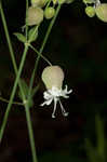 Balkan catchfly